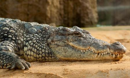 „Išliko net po dviejų masinių išnykimų.“ Atskleistas 230 milijonų metų išlikimo kodas