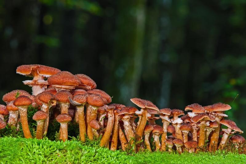 Asociatyvi nuotr.