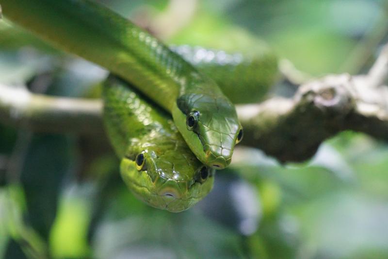 Asociatyvi nuotr.