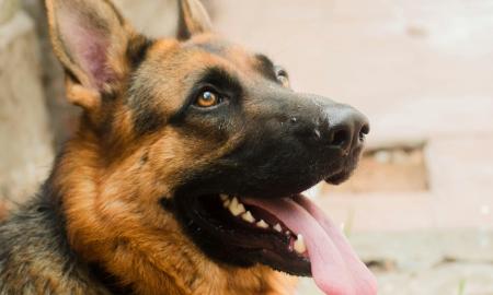 Tai – mirtinai pavojinga! Vienas didžiausių mitų. Jokiais būdais to neduokite šuniui