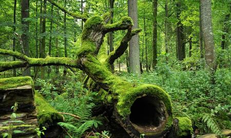 „10–14 dienų.“ Ekspertas skelbia. Lenkai gali ruoštis
