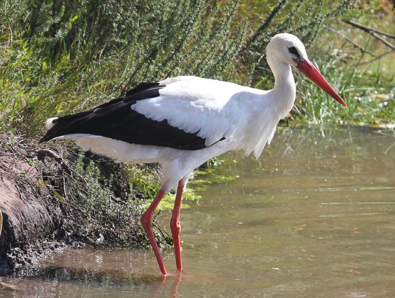 Baltasis gandras Pietų Afrikos Respublikoje