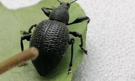 Nekviestas svečias, bet greitai tapęs rimtu šeimininku sode Otiorhynchus pseudonothus
