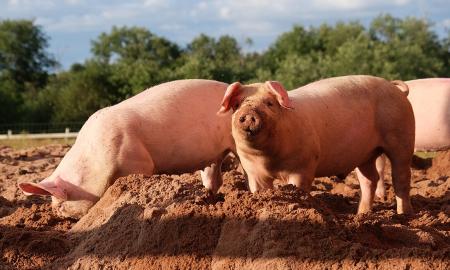 Ši kiaulienos dalis yra pati sveikiausia. Daug baltymų ir mažai kalorijų