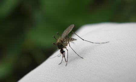 Mokslininkai siūlo naują būdą, kaip gydyti uodus nuo maliarijos