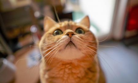 Ar katės gali atpažinti save veidrodyje? Veterinarės atsakymas nustebins