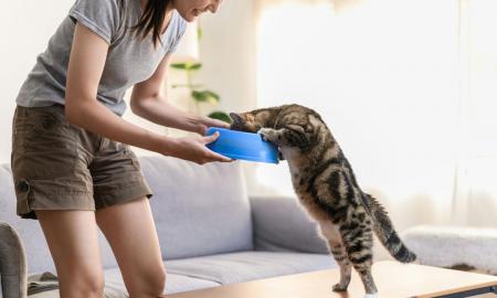 [ŽT] „Ne kartą ir ne du.“ Kiek kartų per dieną turėtumėte šerti savo katę?