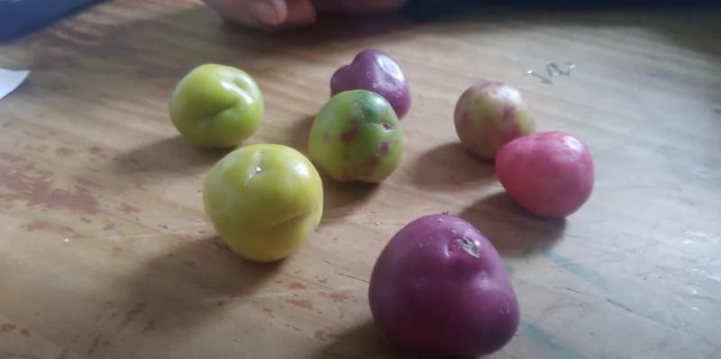 Gumbinis uliukas