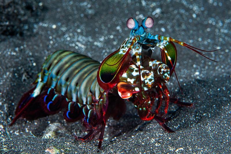 Burnakojis vėžys-maldininkas (Odontodactylus scyllarus)