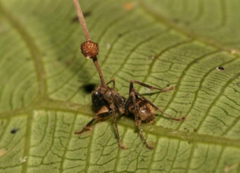 Ophiocordyceps unilateralis