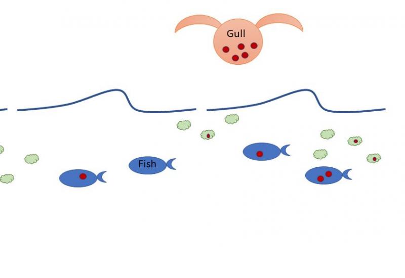 PFAS kaupimasis
