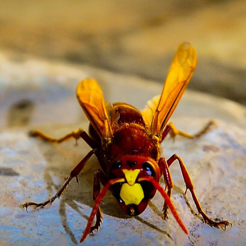 Asociatyvi nuotr.