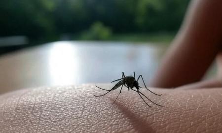 Užuot išmetę – išneškite į balkoną: uodai akimirksniu išsilakstys