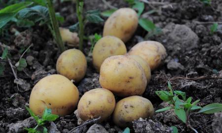 Nepatikėsite su kuo bulvės turi giminystės ryšių. Susikirtimas sukūrė visiškai naują liniją