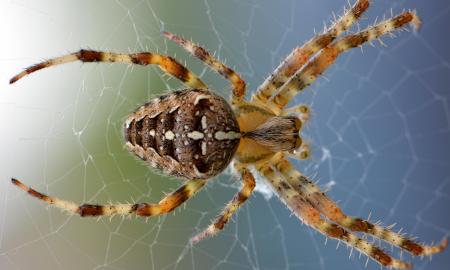 Kaip vorai be nuodų žudo greičiau nei tarantulai?