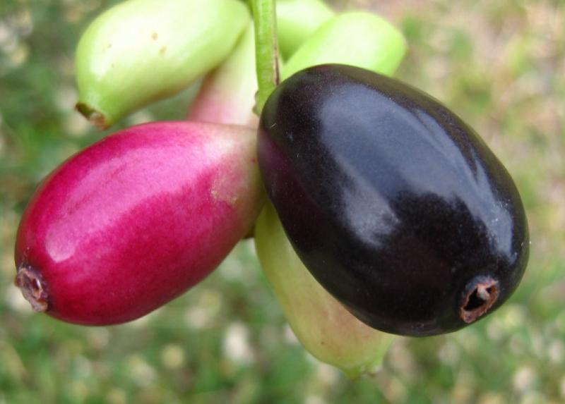 Jamunas
