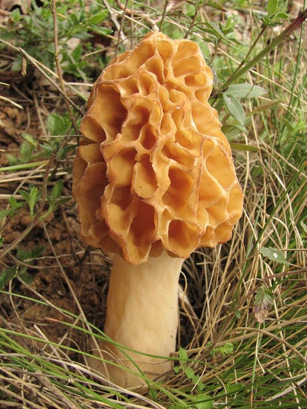 Valgomasis briedžiukas