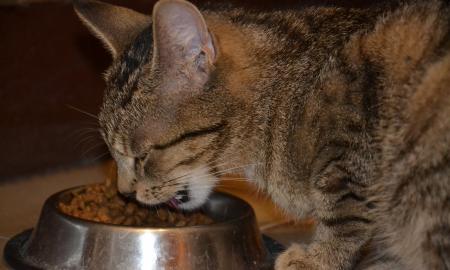 Kokį maistą geriau duoti katei – sausą ar šlapią? „Veterinaras pateikia atsakymą“