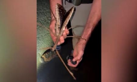 „Evoliucionavo.“ Naujai aptikto vabzdžio dydis privers išsižioti (Video)