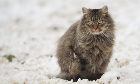 Vasarą? -3 °C. Drėbė pirmasis sniegas. Kas vyksta? (Foto, Video)