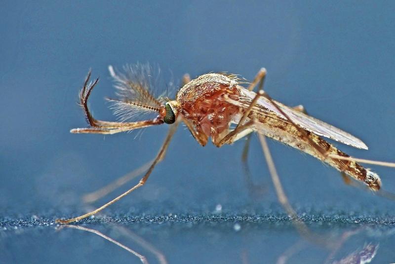 Paprastasis uodas (Culex pipiens)