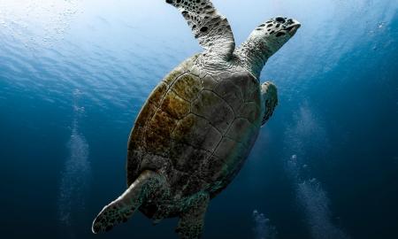 Vėžlys, kuris moka kvėpuoti per… kitą galą? Netikėti vėžlių faktai, kurių nežinojote