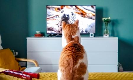 Kodėl katės mėgsta žiūrėti televizorių? „Štai, ką jos ten iš tikrųjų mato“