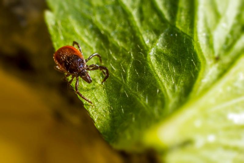 Asociatyvi nuotrauka