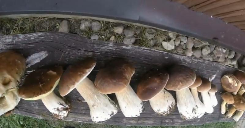 Asociatyvi nuotrauka