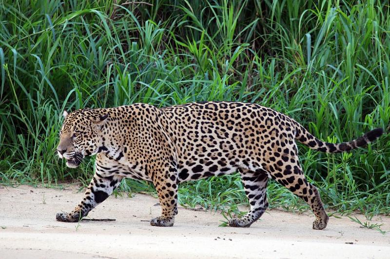 Jaguaras