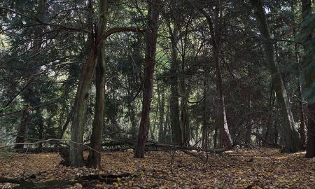 Miškininkas parodė, ką rado bate. „Visus perspėju“ (Video)