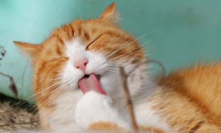 Ar katės gali ėsti sviestą? Atsako veterinaras