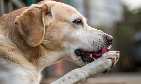 Veterinarai perspėja. Jei jūsų šuo laižo letenas – tai ne nuobodulys, o pavojingas signalas