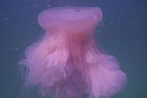 Drymonema larsoni 