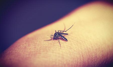 Kodėl uodai jus iškart suranda? Mokslininkai atskleidė šokiruojančią priežastį