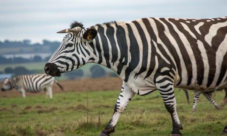 „Karvės virto zebrais.“ Tai, ką atrado japonai, privers juoktis ir susimąstyti
