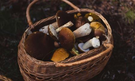Sėkmingo grybavimo paslaptis. Iš pradžių juokiausi, dabar darau tą patį