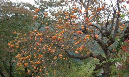 Pamatę parduotuvėje – iškart pirkite! x10 daugiau vitamino C nei obuolyje. Apsaugo širdį ir smegenis