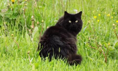 Siekia išvengti „nešvarių Helovino ritualų“