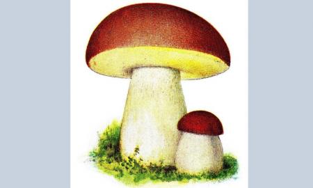 Šiuos baravykus lietuviai aplenkia, o be reikalo. Jie verti vietos ant karališko stalo (Video)