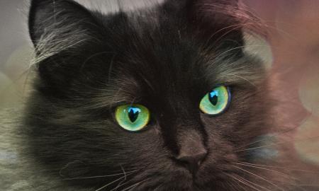 Ar katės gali užsikrėsti peršalimu nuo žmonių? Atsako veterinarai