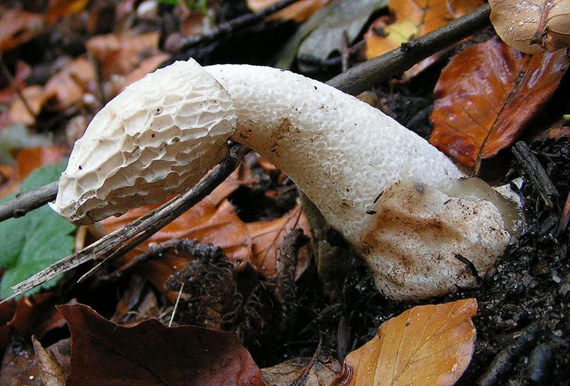 Paprastoji poniabudė