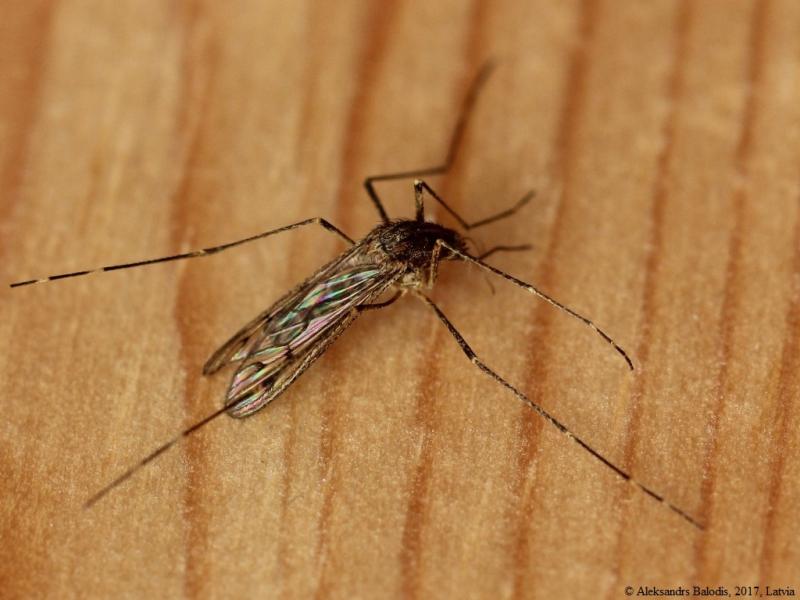 Culiseta annulata