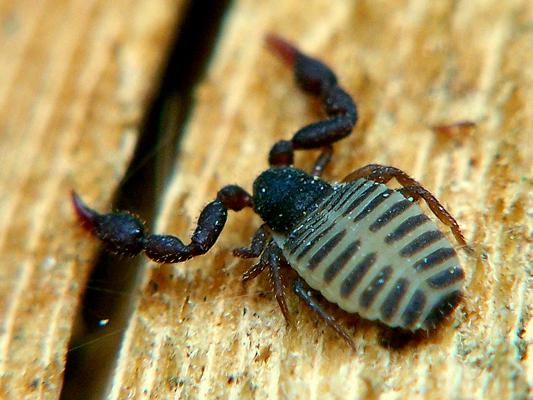 Knyginis pseudoskorpionas