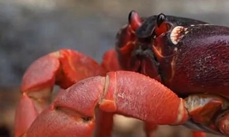 [ŽT] Įspūdinga krabų kelionė (Video)