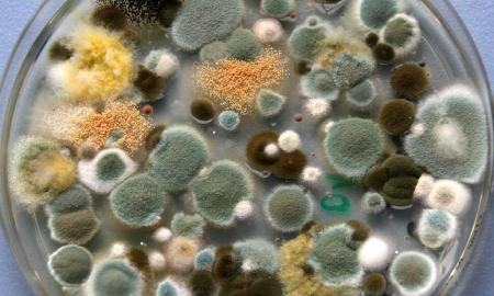 Ši paslaptis gali būti jūsų namuose! „Plintantis pelėsis – kaip jį sustabdyti?“