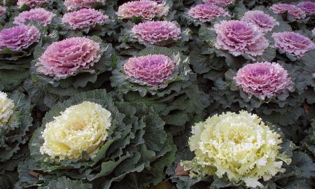 Neįprastas augalas kapinėms. Stebina atsparumu. „Apie jį mažiausiai pagalvotumėte“