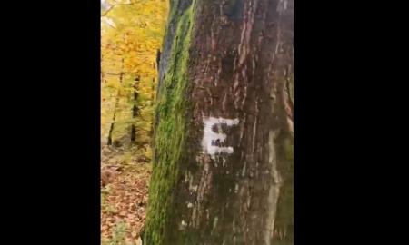 Paslaptingi medžiai miške. Raidė „E“ neatsirado atsitiktinai (Video)