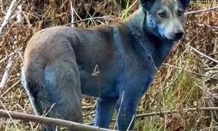Černobylyje pasirodė mėlyni šunys. Kas vyksta? (Foto, Video)