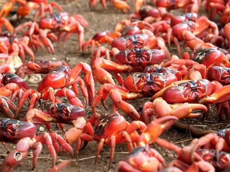 Kalėdų salos raudonieji krabai